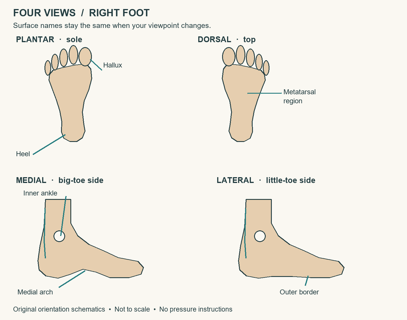 Four schematic views of a right foot with surface and landmark labels