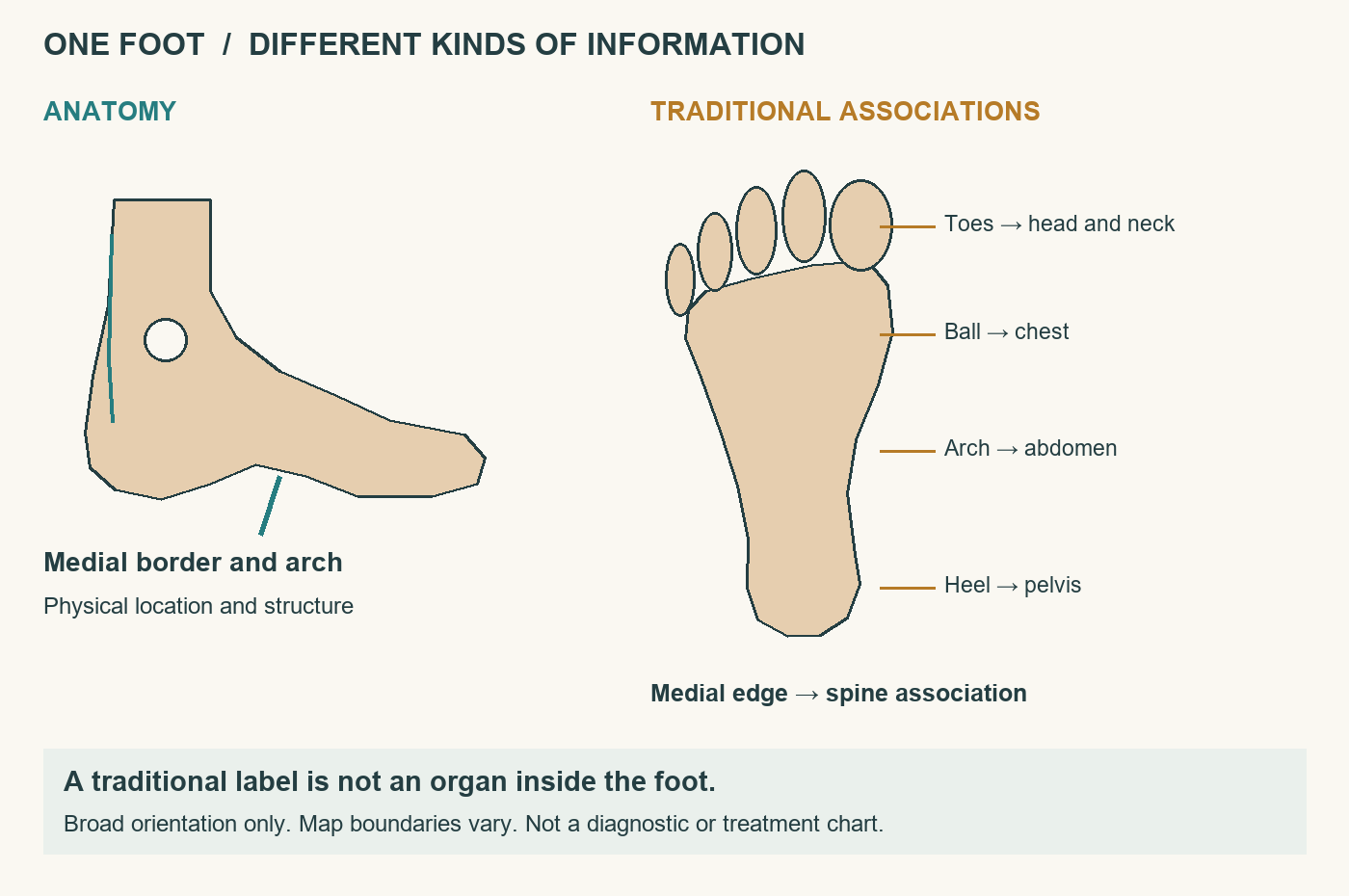 Anatomical medial border alongside broad traditional reflexology associations