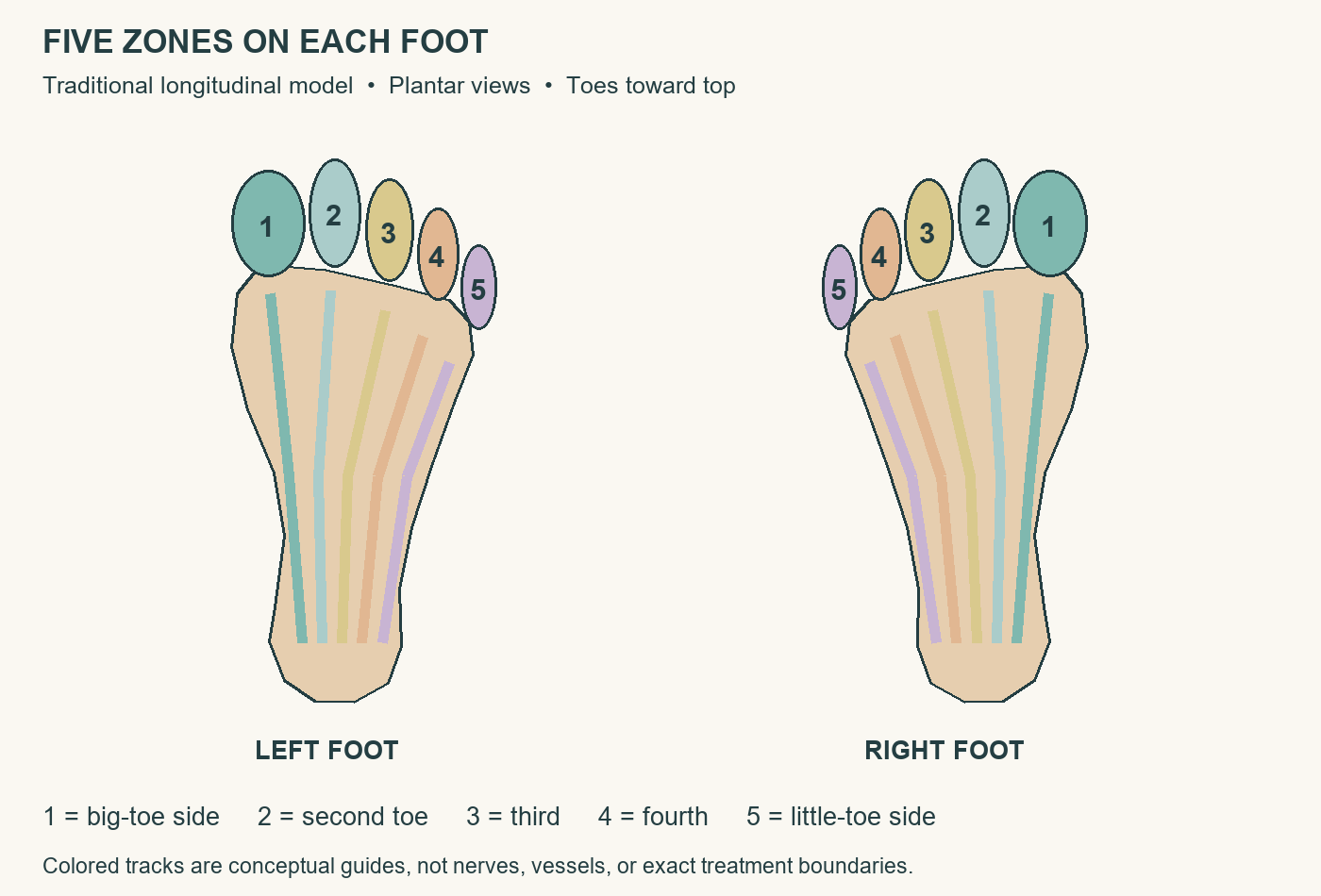Paired plantar foot schematics numbered one to five from big toe outward