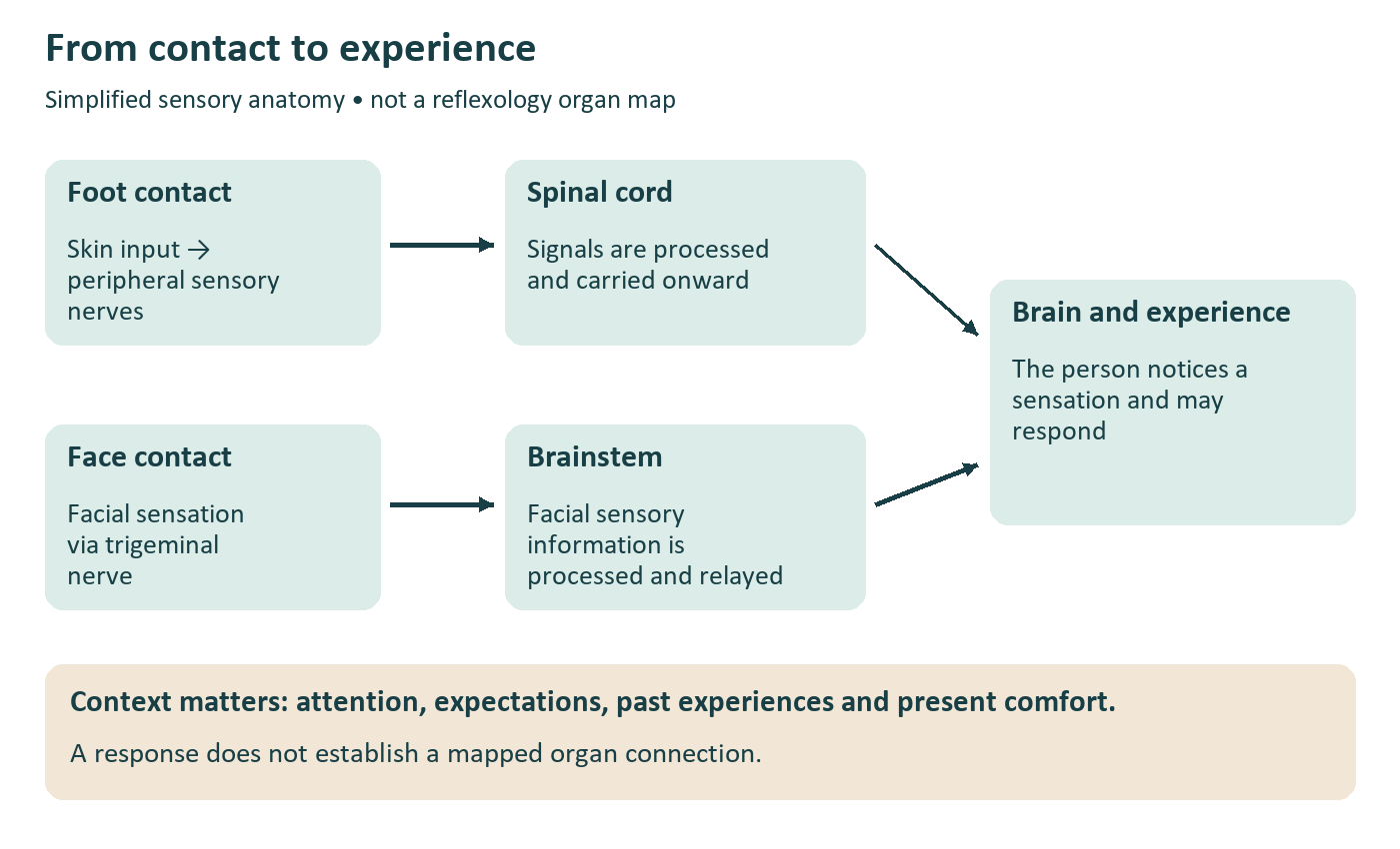 Simplified sensory pathways from foot and face toward the central nervous system, with context influencing experience