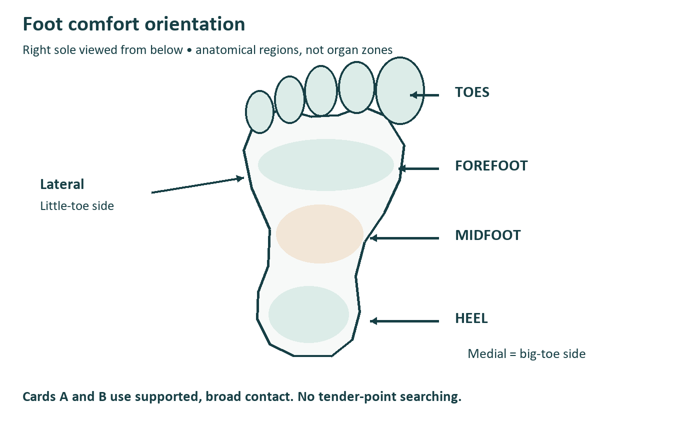 Right sole with toes, forefoot, midfoot and heel labeled as broad regions rather than organ reflexes